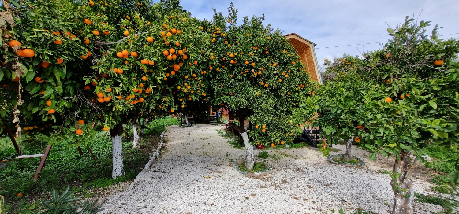 Orange Garden Bungalow